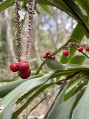 Cordyline rubra
