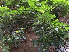 Heptapleurum arboricola