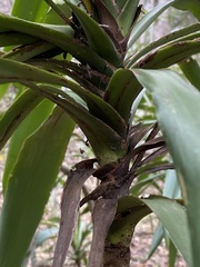 Cordyline rubra