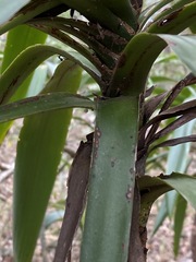 Cordyline rubra