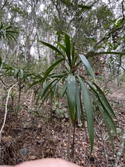 Cordyline rubra