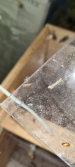 Holocentropus picicornis