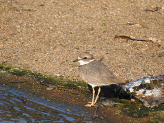 Charadrius placidus