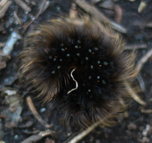 St. Lawrence Tiger Moth