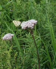 Eupatorium lindleyanum