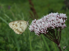 Eupatorium lindleyanum