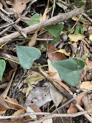 Echinostephia aculeata