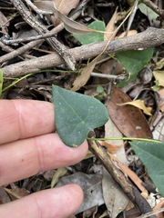 Echinostephia aculeata