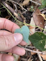 Echinostephia aculeata