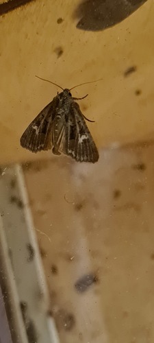 Antler Moth, De Marne, Groningen, Netherlands, photo 10 of 10