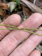 Echinostephia aculeata