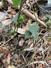 Echinostephia aculeata