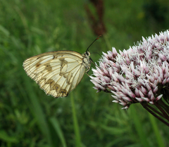 Melanargia halimede