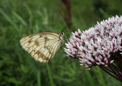 Melanargia halimede