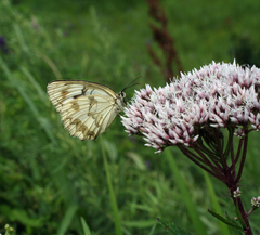 Melanargia halimede