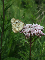 Melanargia halimede