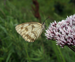 Melanargia halimede