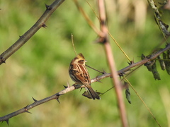 Emberiza elegans