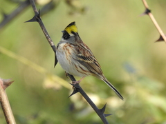 Emberiza elegans