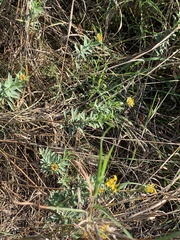 Lasiosiphon capitatus