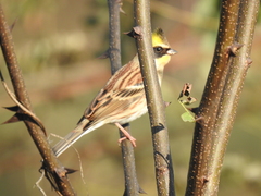 Emberiza elegans