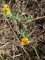 Lasiosiphon capitatus