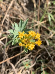 Lasiosiphon capitatus