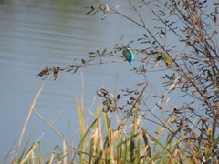 Alcedo atthis