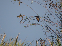 Alcedo atthis