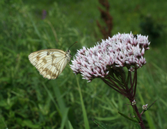 Eupatorium lindleyanum