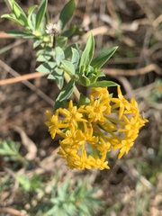 Lasiosiphon capitatus