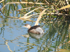 Tachybaptus ruficollis