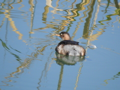 Tachybaptus ruficollis