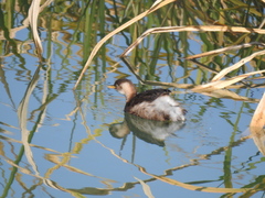Tachybaptus ruficollis