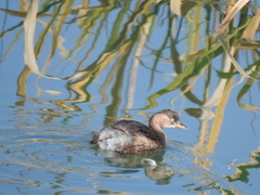 Tachybaptus ruficollis