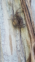 Bassaniana utahensis