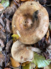 Paxillus involutus