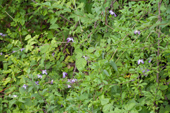Clematis viticella