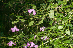 Clematis viticella