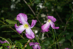Clematis viticella