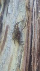 Bassaniana utahensis