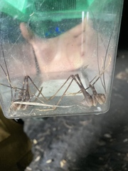 Pachyrhamma acanthocerum