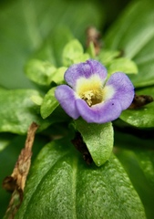 Limnophila rugosa