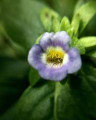 Limnophila rugosa