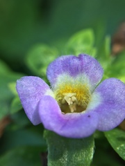 Limnophila rugosa