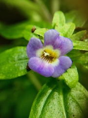 Limnophila rugosa