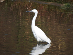 Egretta garzetta