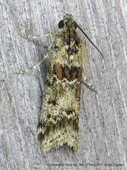 Ancylosis undulatella