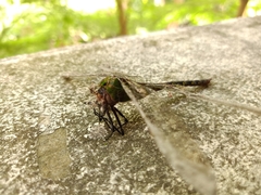 Anax guttatus