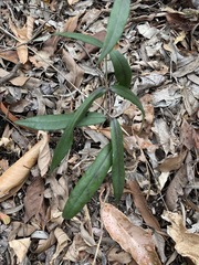Parsonsia rotata